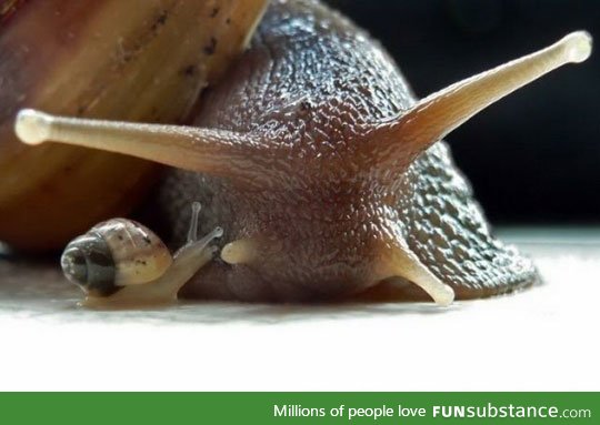 Just a baby snail with mom