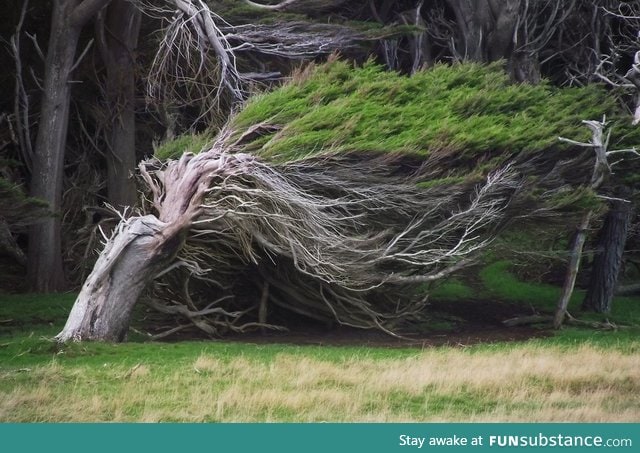 Wind Blown Tree in New Zealand