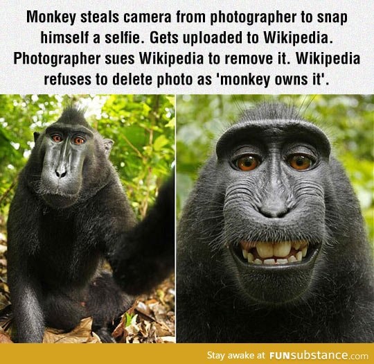 Monkeys owns it