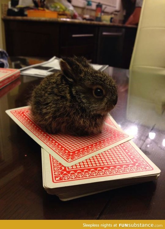 Tiniest bunny I've ever seen