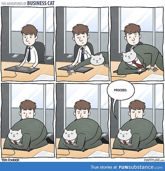 Business cat's adventures