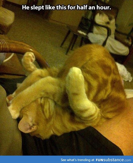 Cats sleep in any position