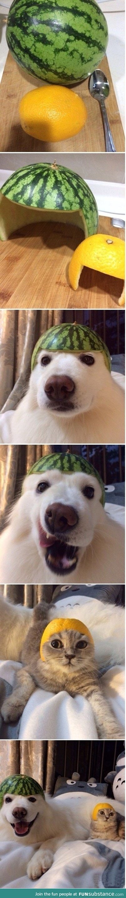 Fruit hat for cat and dog