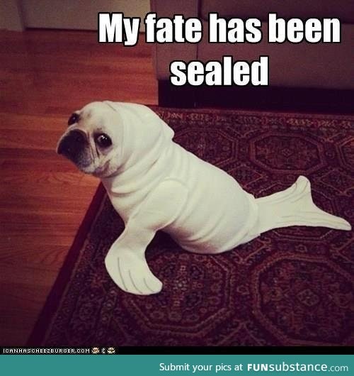 Seal pug