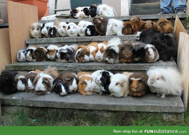 This looks like a senior class picture of guinea pigs