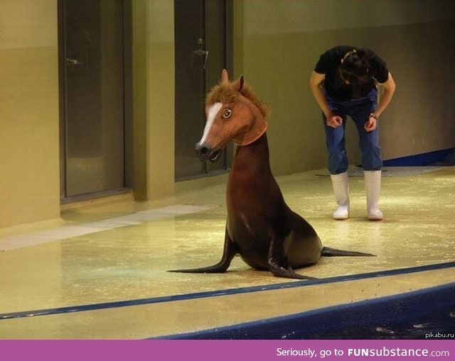 Just a seal with a horse mask
