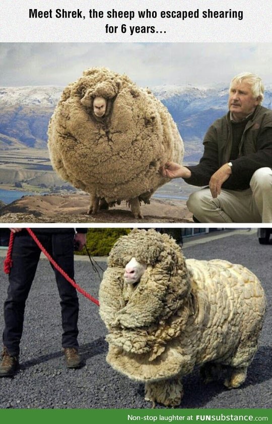 Meet shrek, furriest sheep ever