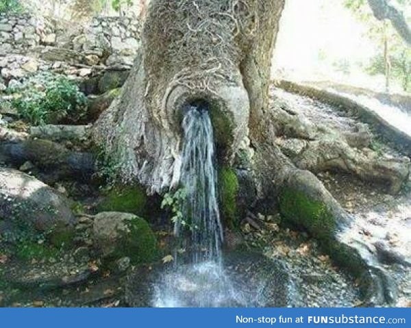 Water coming out of a tree