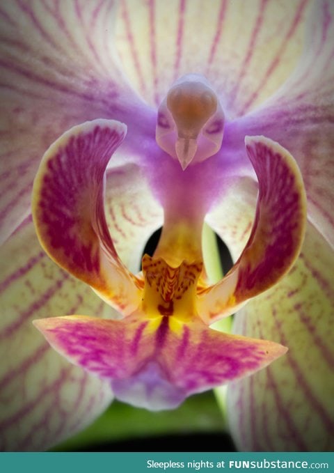 The moth orchid looks like a bird flying toward you