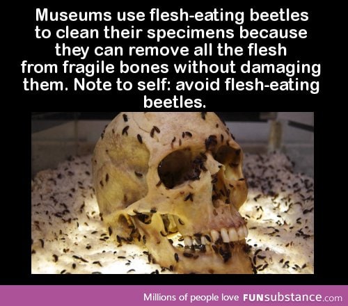 Museums use flesh-eating beetles to clean their specimens