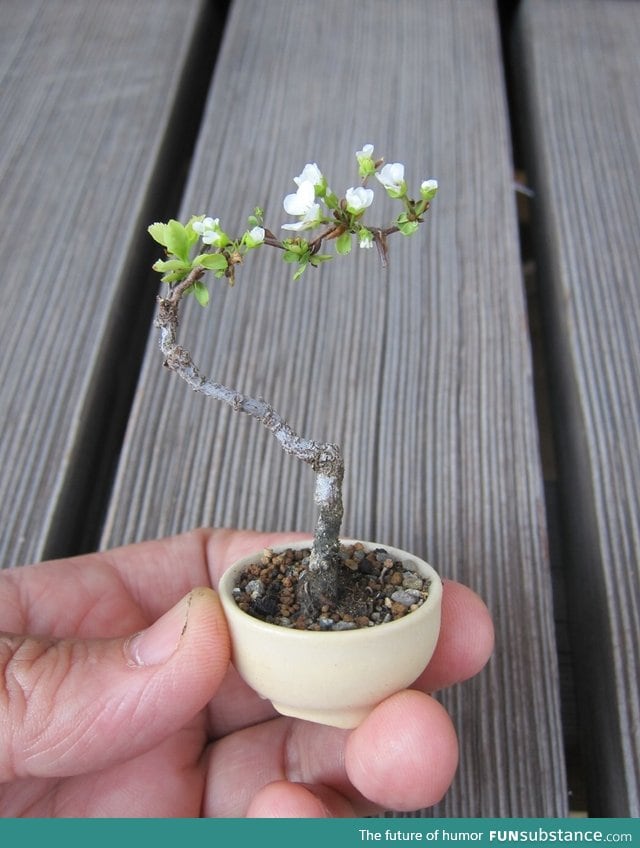 Tiniest flowering tree