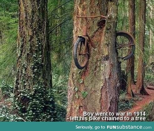 Bicycle tree