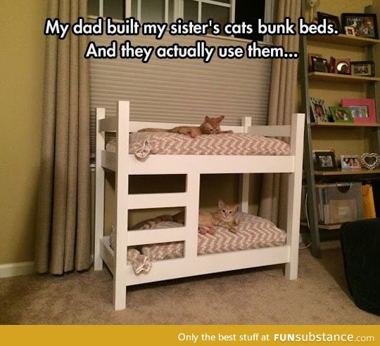 The cutest kitty bunk beds