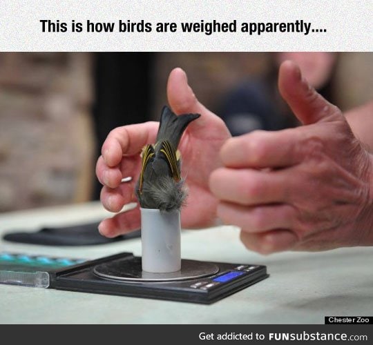 How zoologists weigh tiny birds