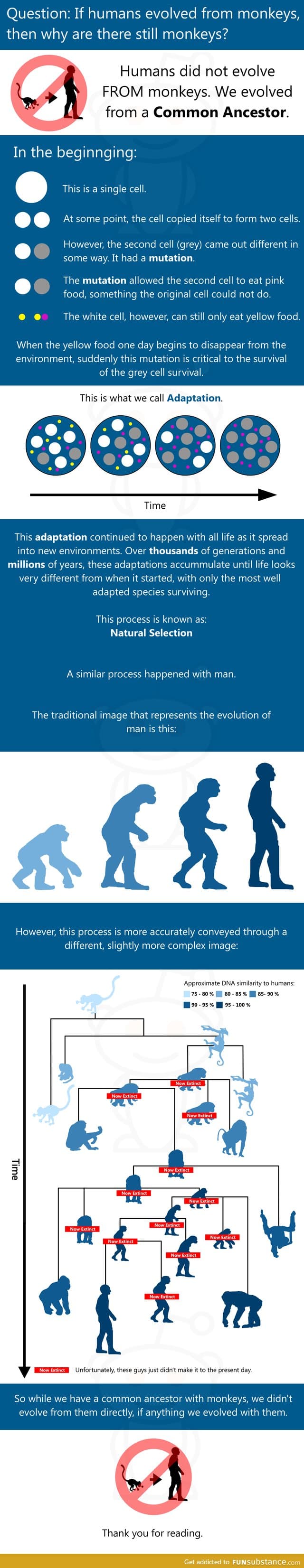 Evolution of humans