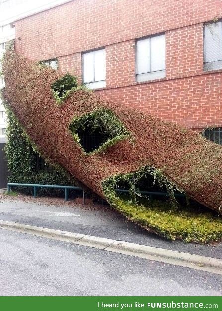A climbing plant peels off a brick building