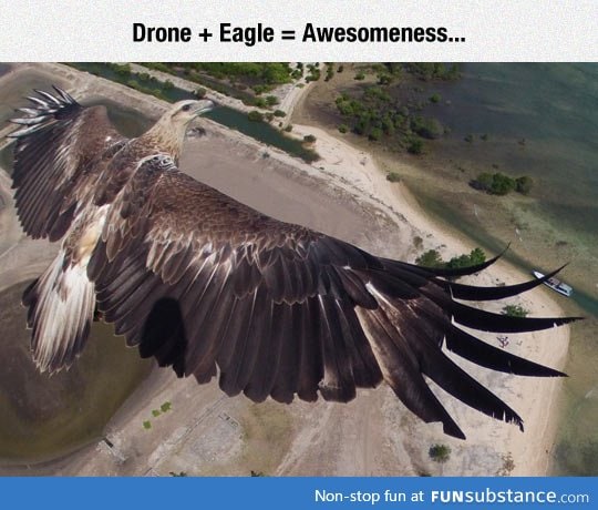 When a drone and an eagle flies ogether