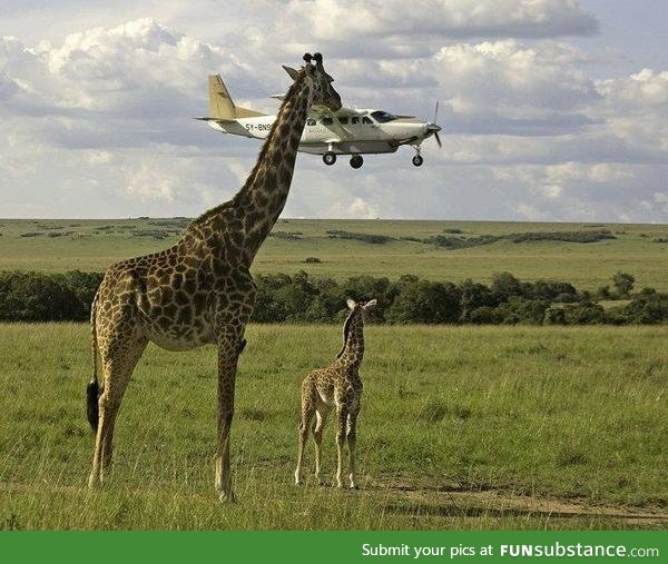 Giraffe eating a plane