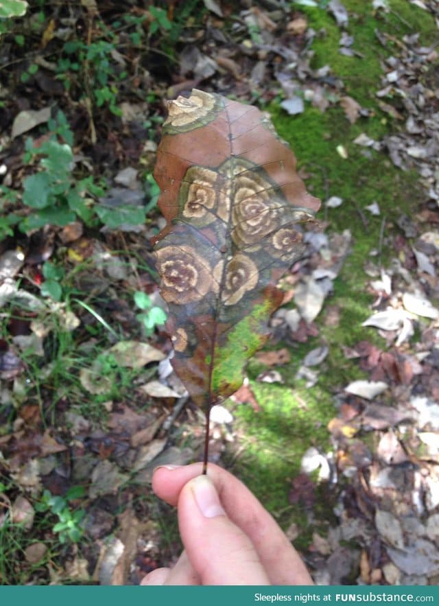 It's like nature painted on a leaf