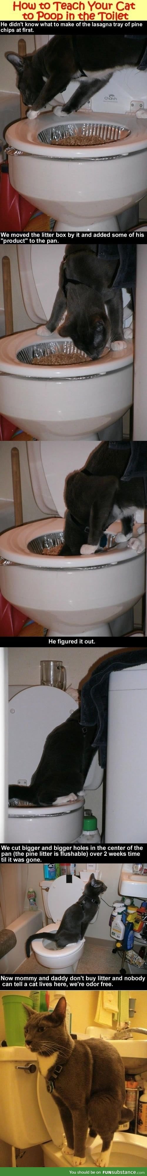 Teach The Cat to Shit in the Toilet