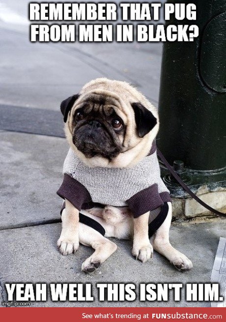 Men in black pug