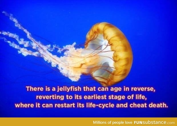 Jellyfish that can reverse aging