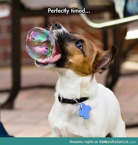 Dog eating bubble