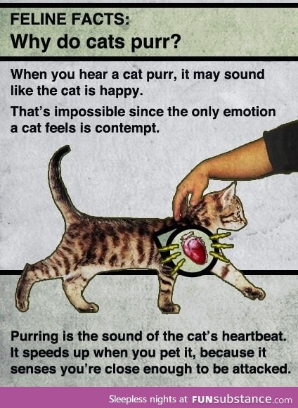 Cat purr