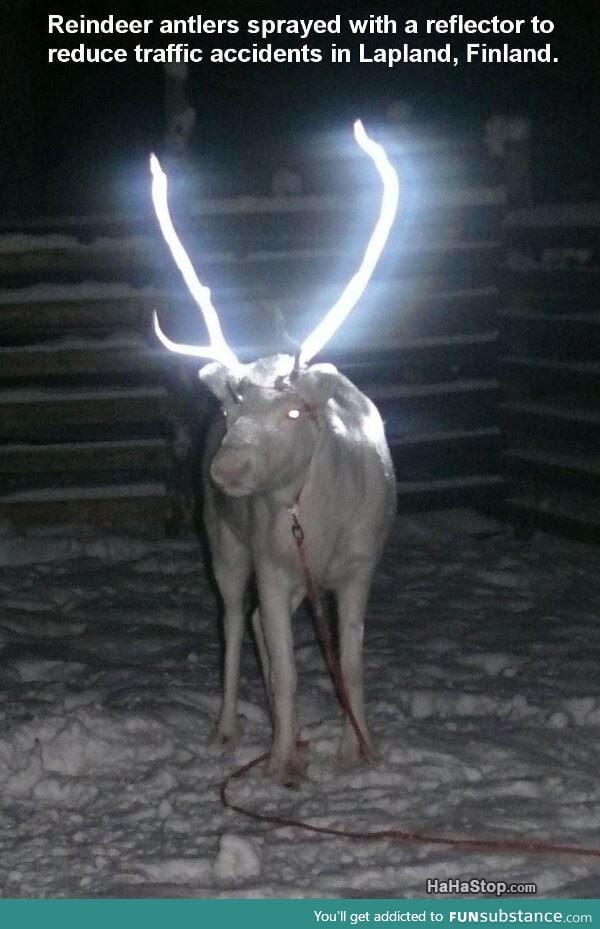 Saving reindeer