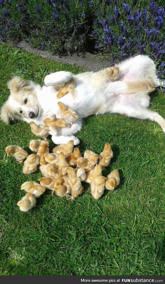 This dog gets all the chicks