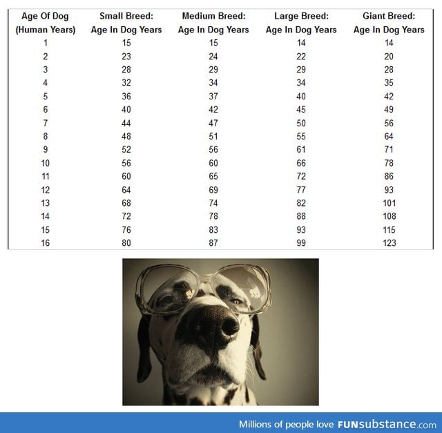 Your Dog's Actual Age