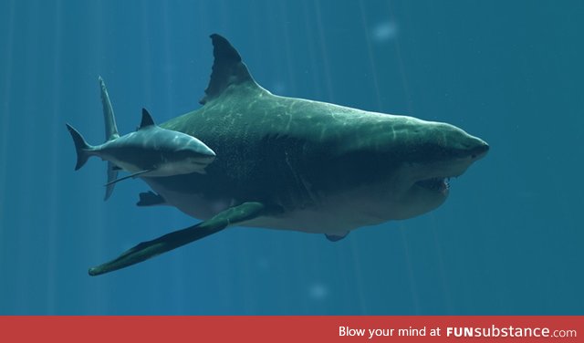 Megalodon VS Great White shark
