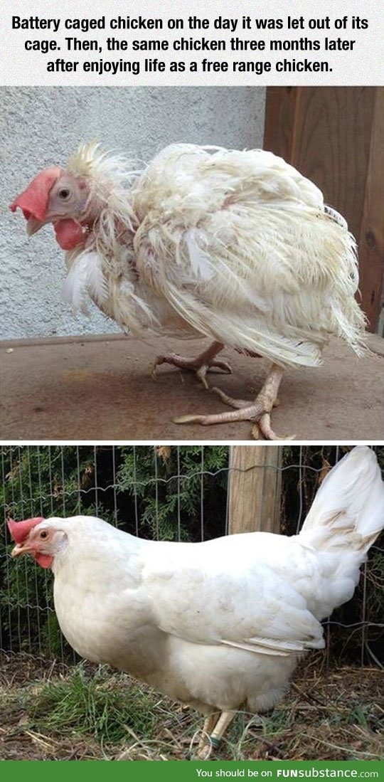 This is what stress does to a chicken