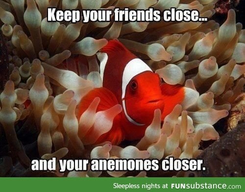Nemo advice