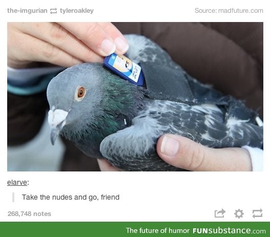 Modern carrier pigeons