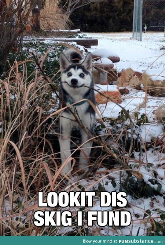 Husky is happy with his stick