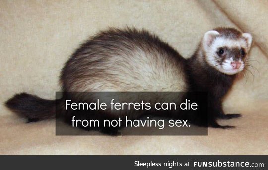 Ferrets have more fun than humans