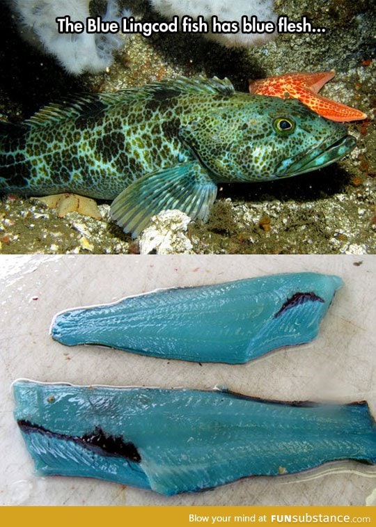Blue flesh fish
