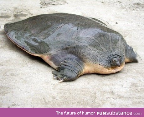 Narrow-headed soft shell turtle