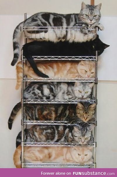 Cats, now in stackable form!