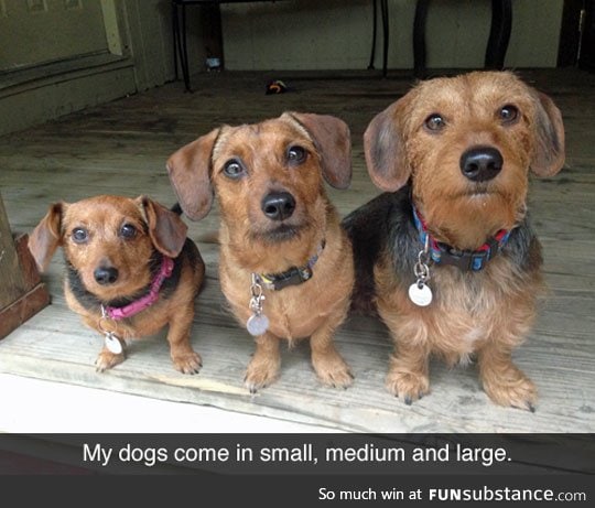 Multi-sized dogs