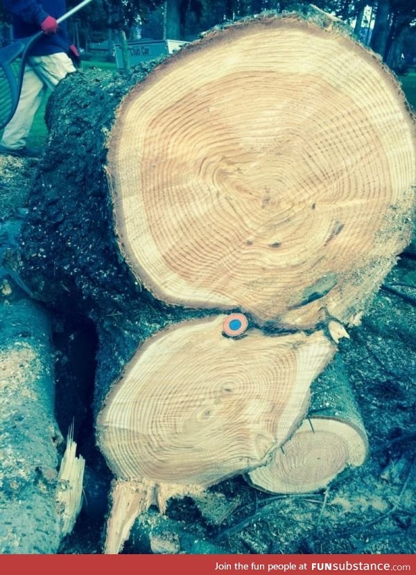 Tree cut in half reveals a golf ball cut in half