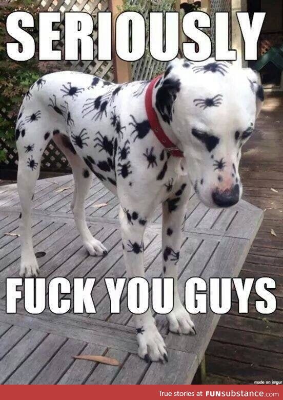 Poor doggy :c