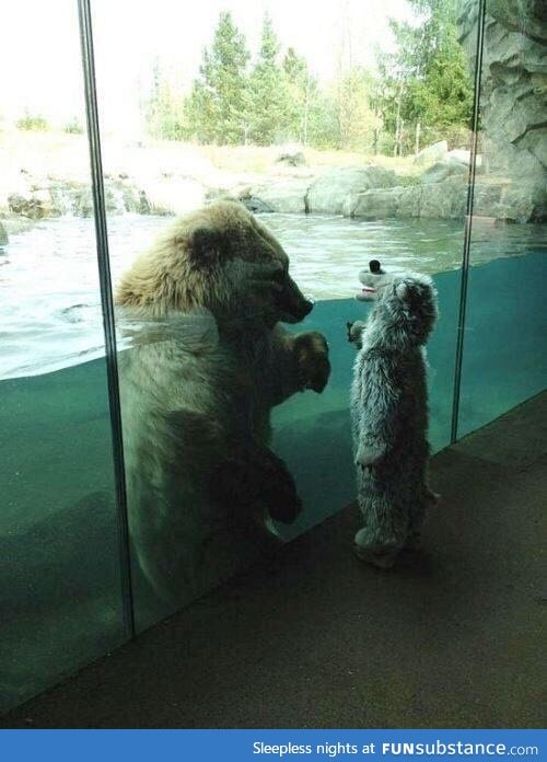 Bear meets boy dressed as a bear