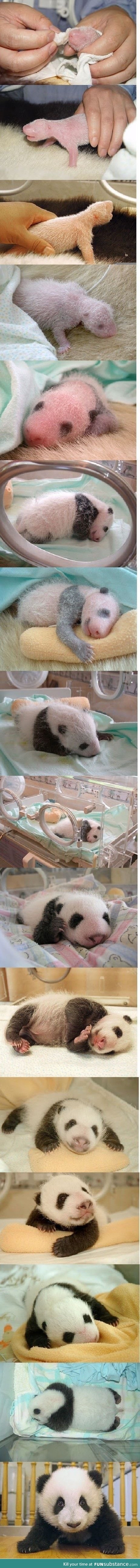 Raising a Panda