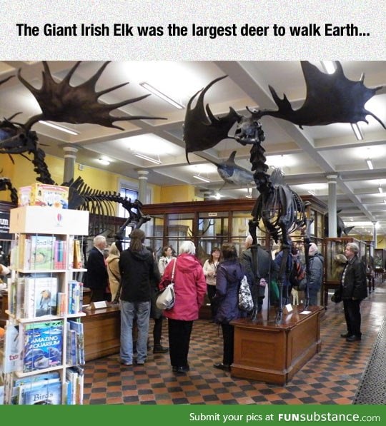 The irish elk
