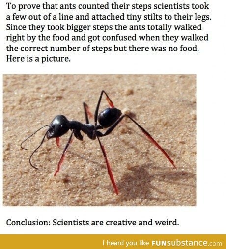 Ants count their steps
