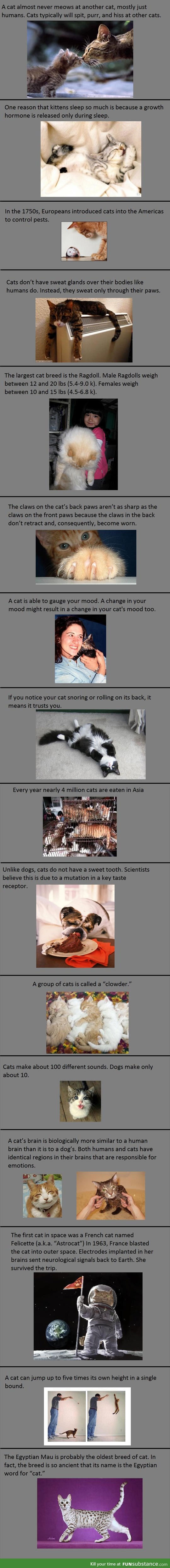 Here, have some facts about your cats.