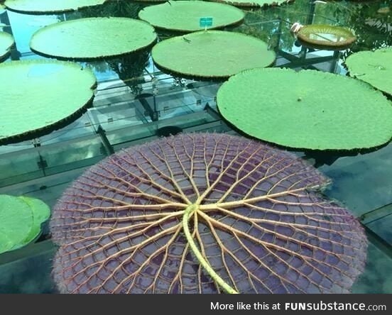 This is what the underside of a Lilly Pad looks like
