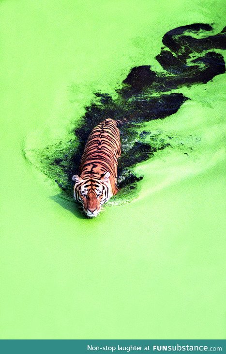A tiger crossing a green lake
